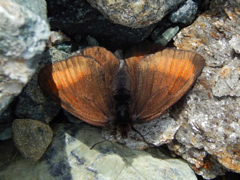 Erebia mnestra?  No, Erebia pluto